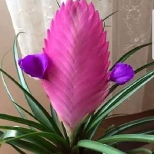 Meet your Posher, Ofelia